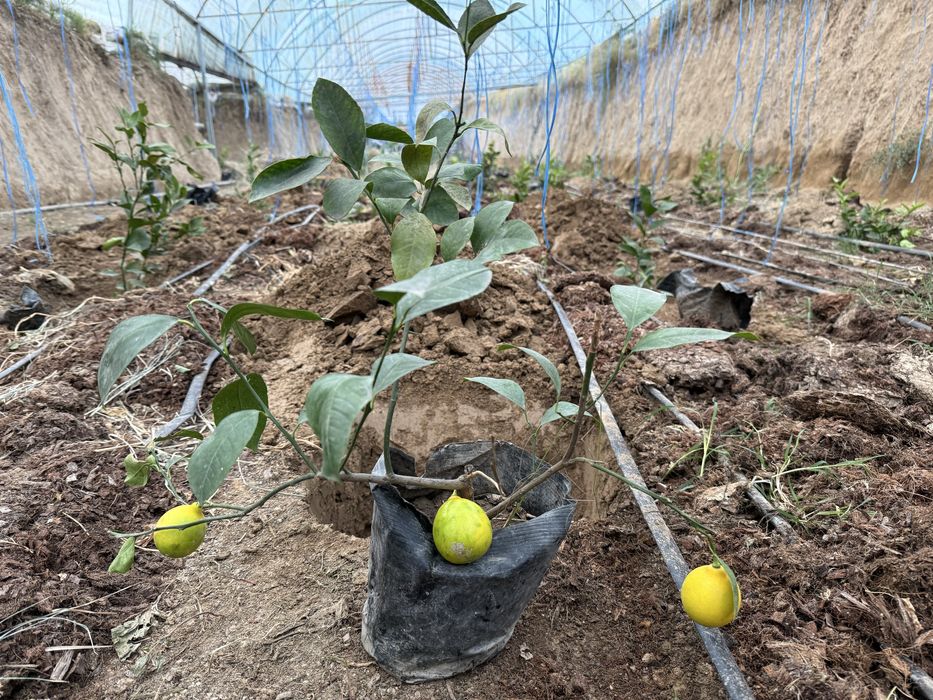 Ер сотилади 15 сотих