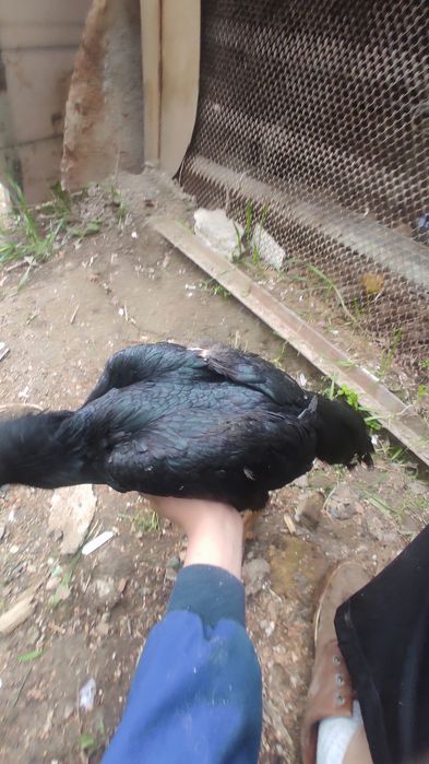 Kulangi tovu sotiladi