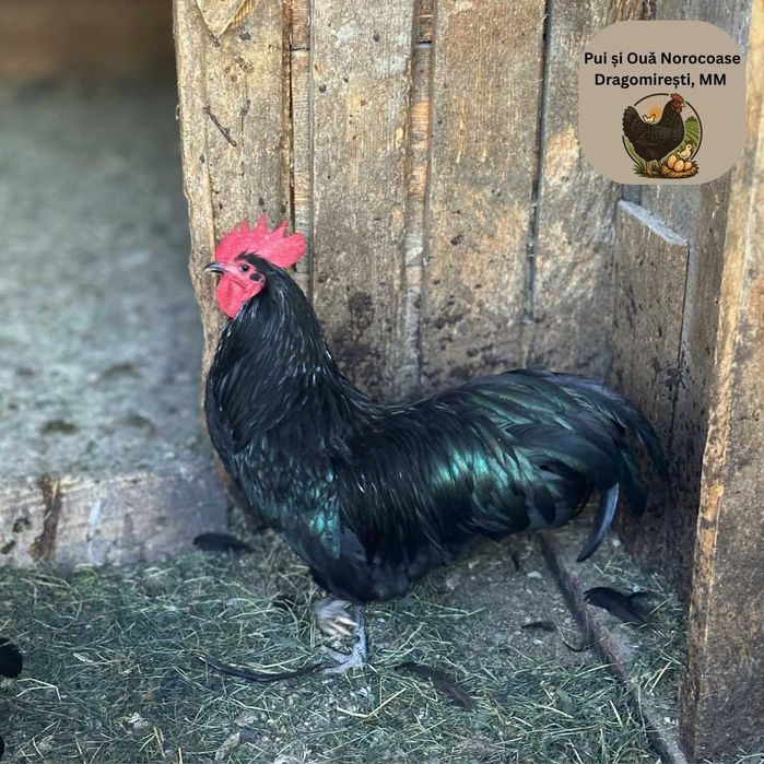 Cocoși Australorp