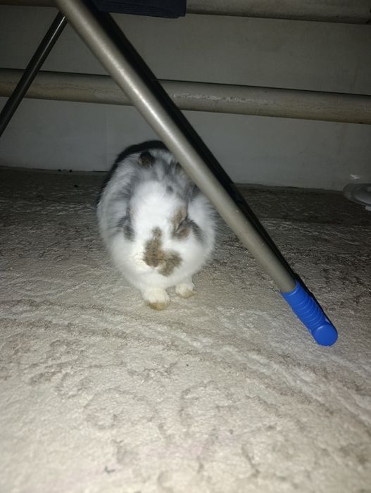 Продам декоративного кролика