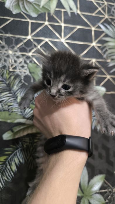 Котята курильского бобтейла