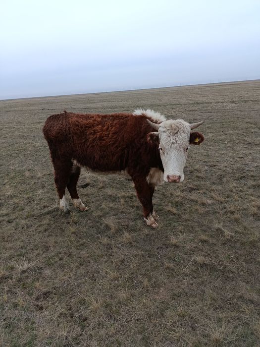 Қысыр қашар сатылады