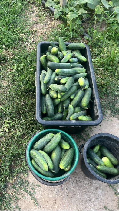 Продам домашиние огурцы