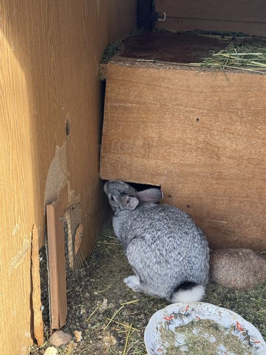 quyon sotiladi xar xil