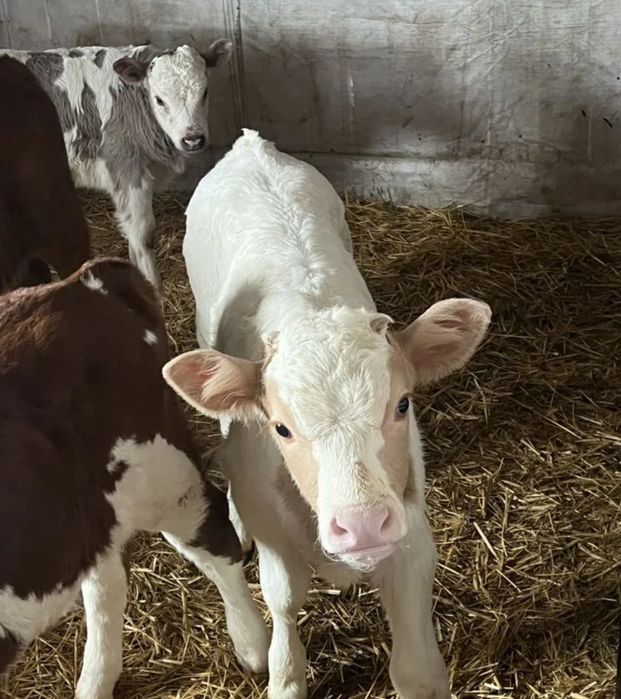 Телочки сименталы бұқаларының бычки бұзаулары