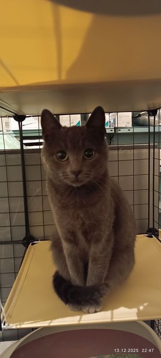 Подарявам две женски котки с британски гени на 1 и 2 години