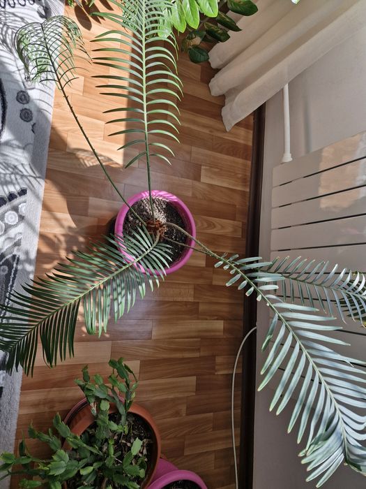 Комнатные растения