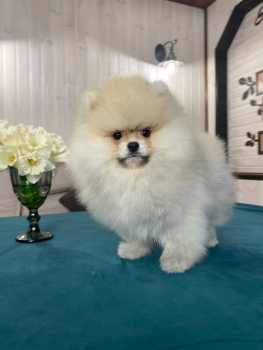 Spitz Pomeranian