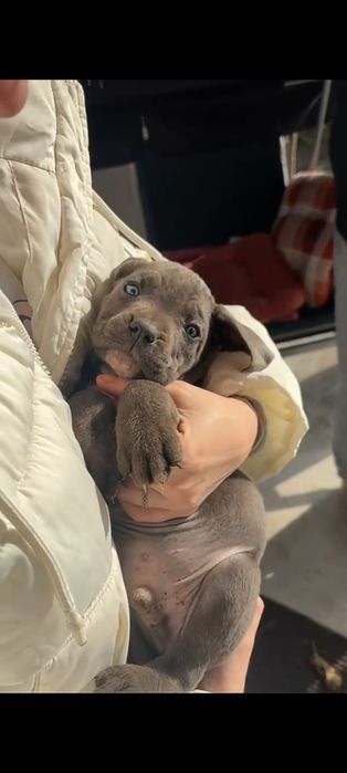 Cane Corso Negru/Gri