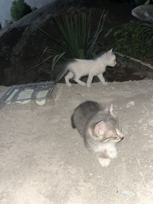 Кошки очень хароший