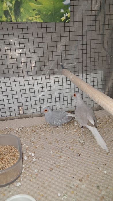 Turturele diamant masculi 2024/2025