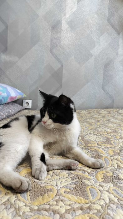 Отдам в хорошие руки