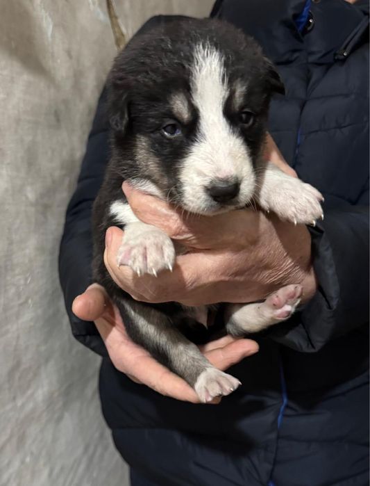 Отдам щенят в добрые руки