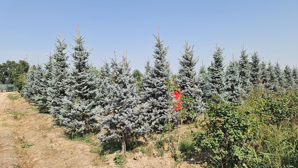 Елка,ели зелёные,сизые и голубые