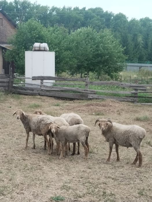 Продам баранов..