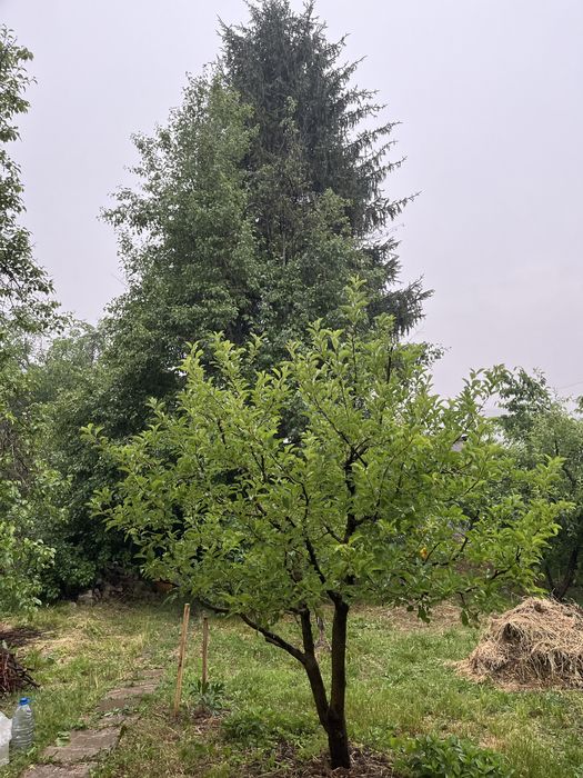 Дом Дача с бассейном в +Чимгане с участком 10,2 соток