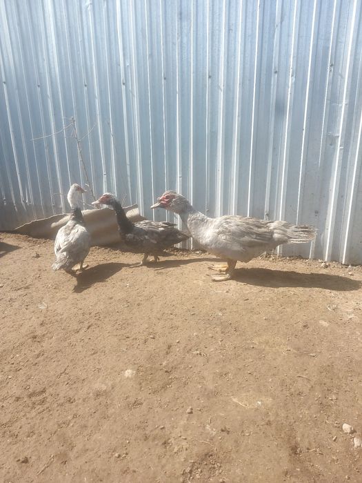 Индаутки продаётся