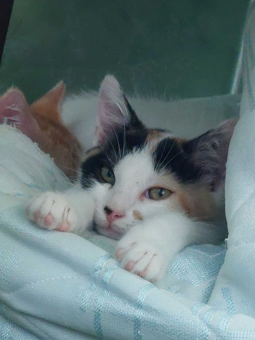 Donez pentru adoptie doua pisicute si un motanel