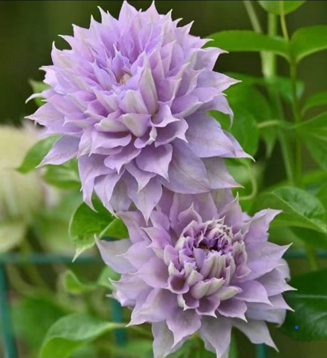 Домашние  цветы.