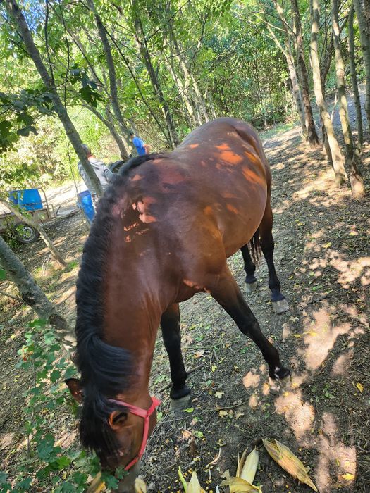 Vând armăsar si manza