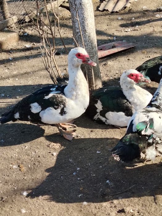 Ratoi muti din vara anului trecut