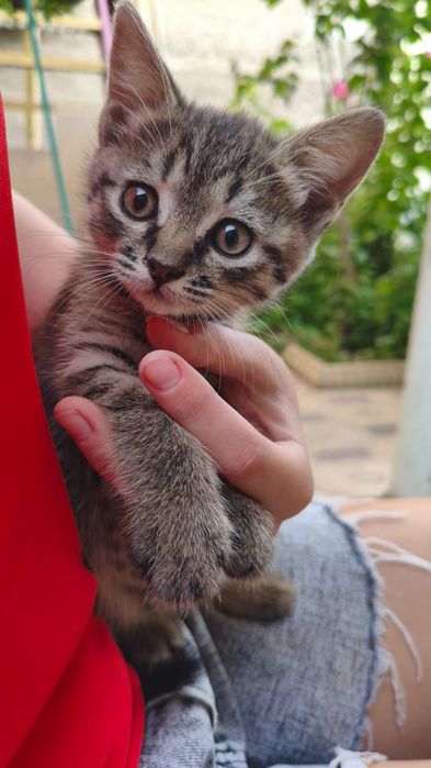 Котенок очень умный