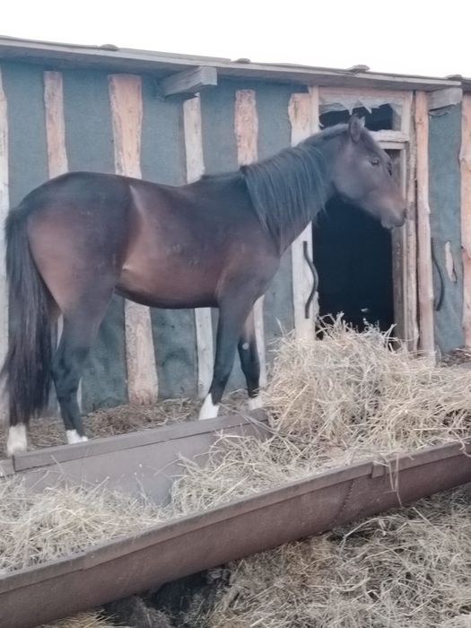 Продам Айгыра 900 000