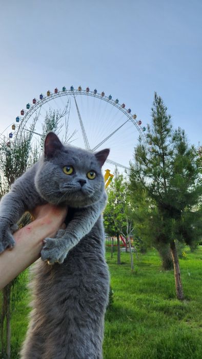 Кошка Британский