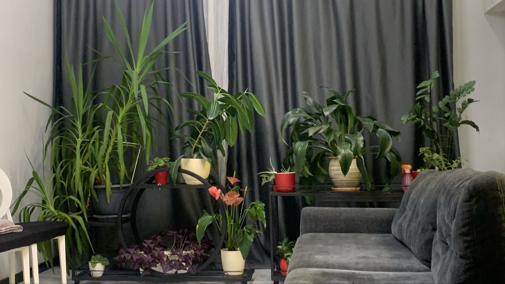 Продам Драцену, очень большую