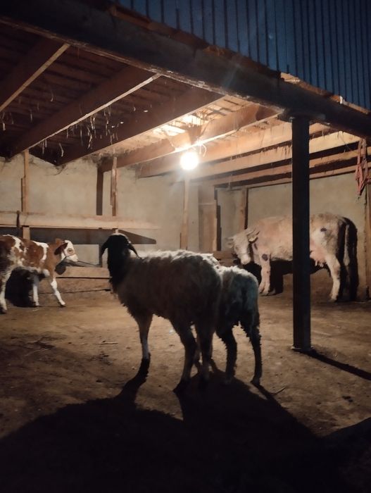 Жаксы койлар семыз