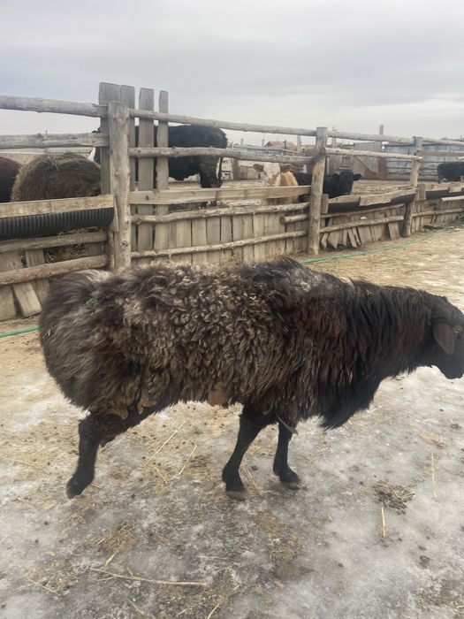 Продам кошкара производителя