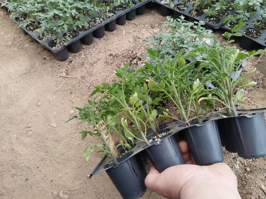 Разсад от Родопите – здрав и устойчив отгледан на над  900м