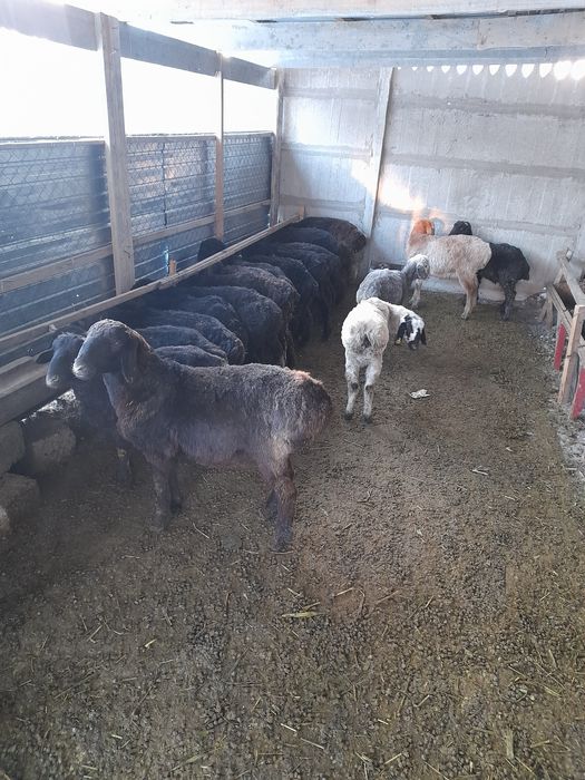 Бордақы қойлар сатылады