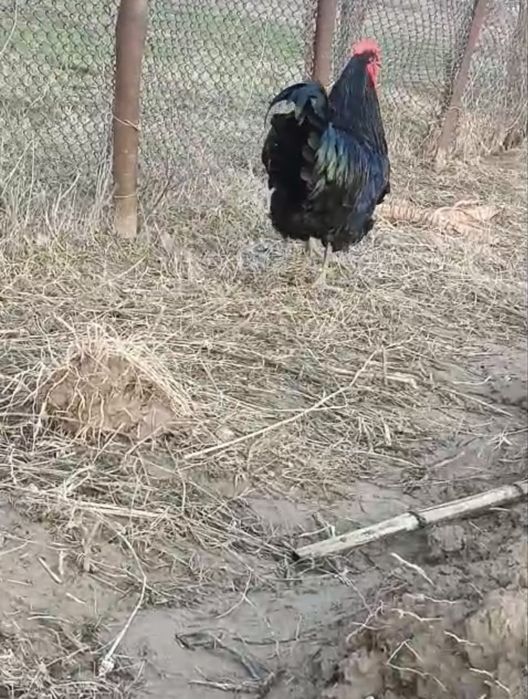 Петух джерский гигант