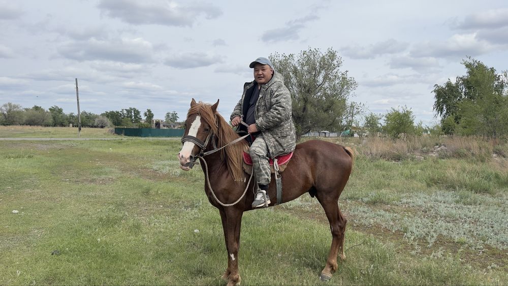 Жеребец англо дончак