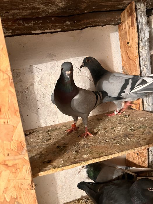 Vand 12 porunbei voiajori