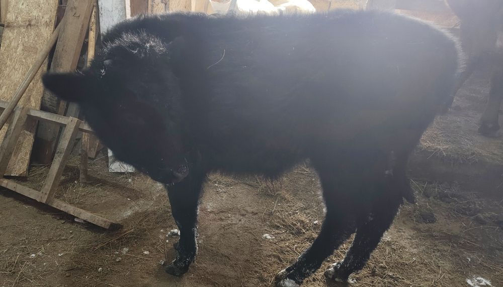 Продам бычка 7 месяцев