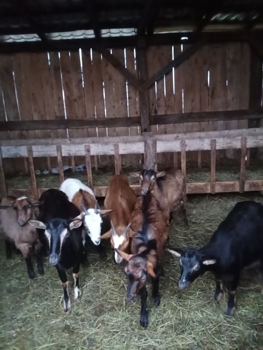 Vând 8  Capre tinere.