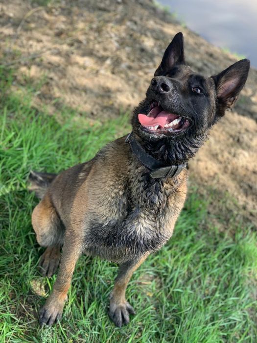 Vand mascul malinois,5 ani,dresat pentru paza