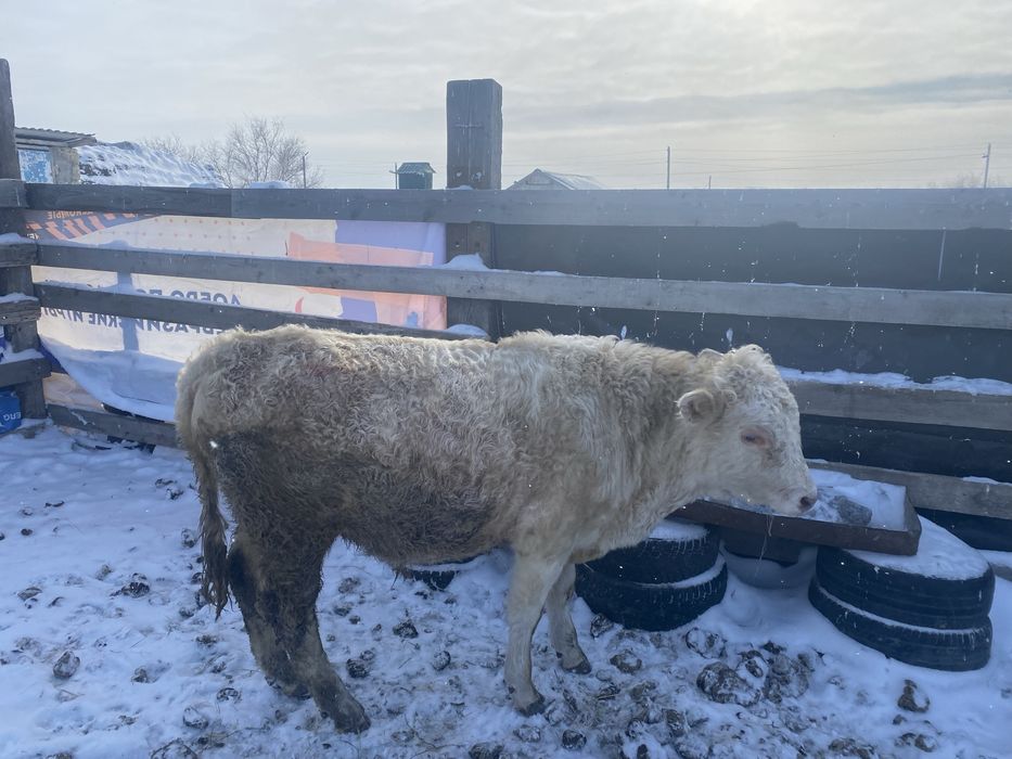 Аулекол бұқа көктемде малға қосуға