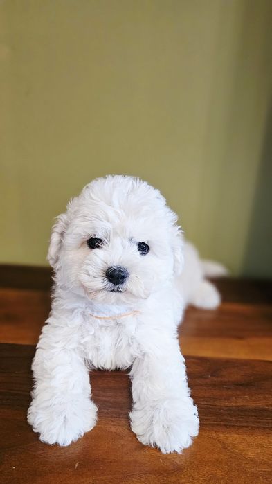 Bichon Frise cu pedigree-pregătiți să-și umple noua familie cu dragoste și bucurie