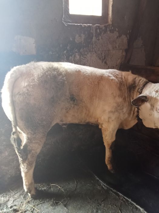 Vând vițel de rasa