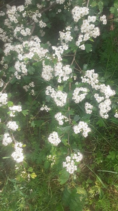 Vând floare de paducel