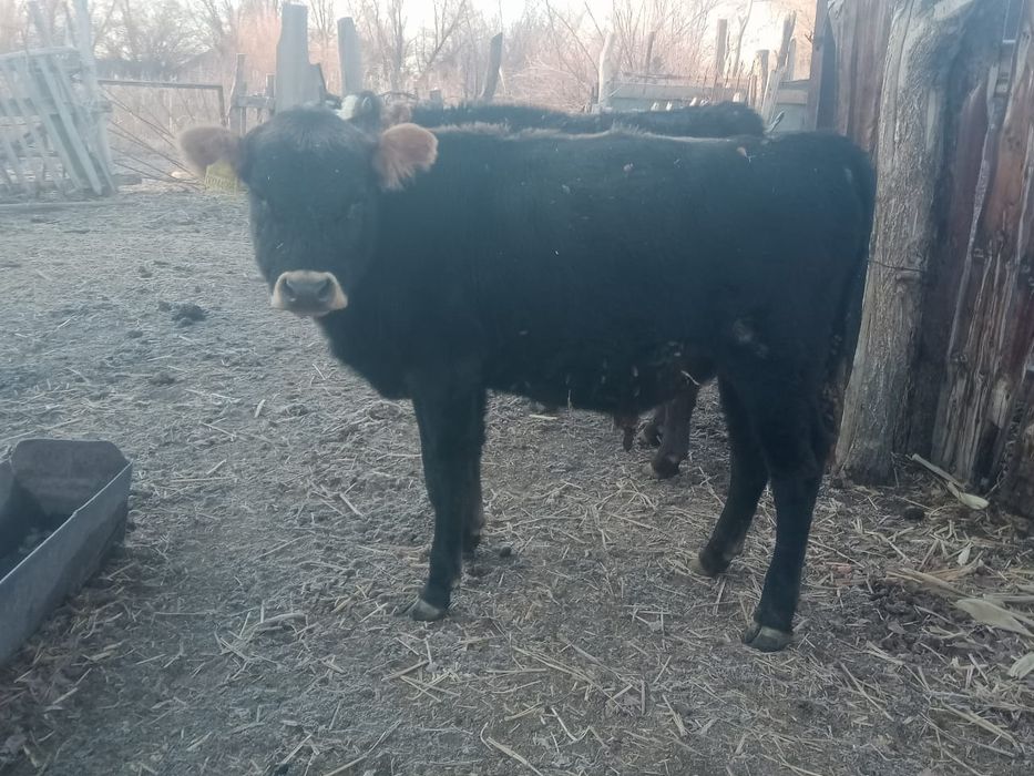 Бұқалар сатылады