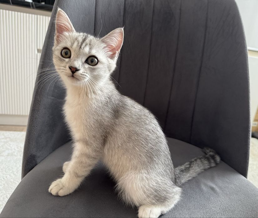 Продам котенка скоттиш страйт