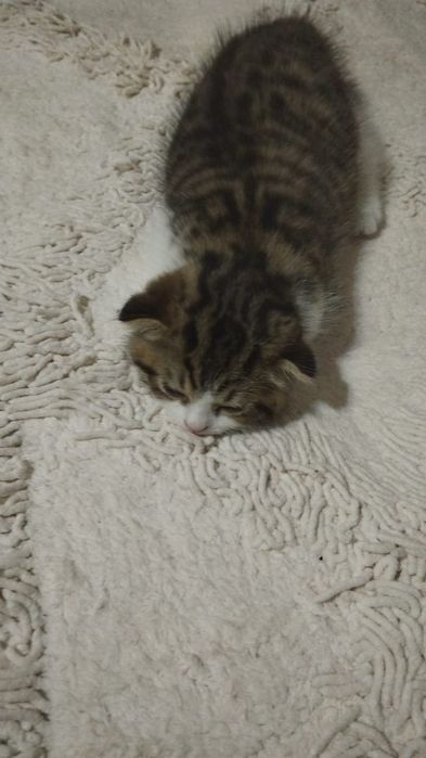 Отдаю котенка 2.5 месяца мальчик