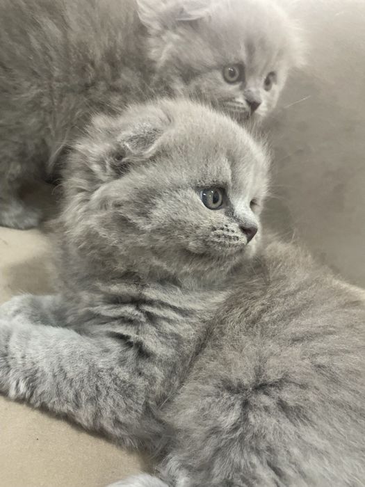 Шотландские котята кудрявые чистокровные