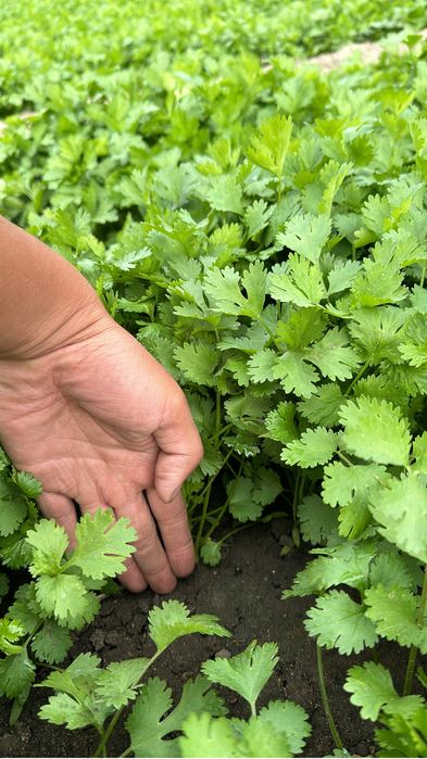 Зелень 50.до 1000