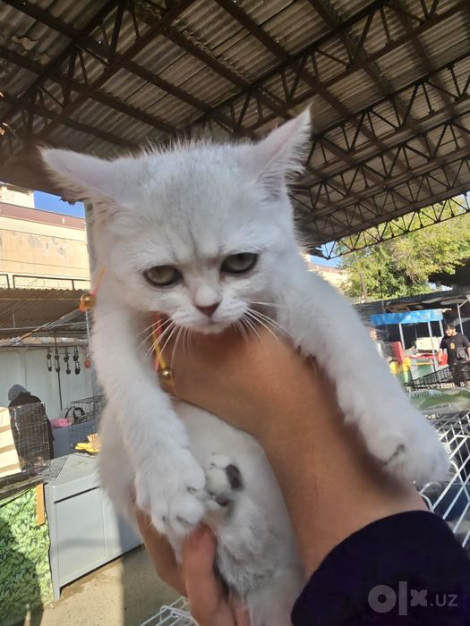 Котята шотланская серебристая шиншила