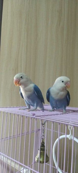 Неразлучник попугай сотилади донаси (штук) 500.000 сумдан